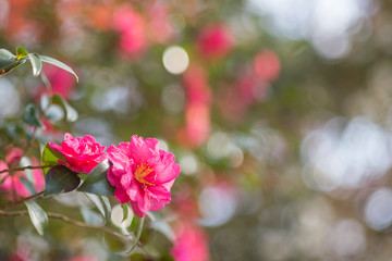 ボケをバックに濃いピンクのサザンカの花