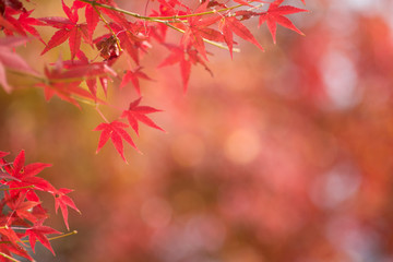 ボケをバックにカエデの紅葉