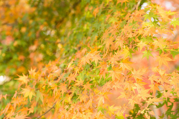 緑の葉をバックにカエデの黄葉
