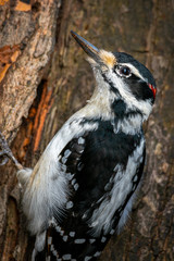 Hairy Woodpecker excavating tree. Isolated.