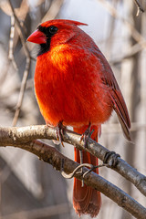 Sunlit Northern Cardinal. Isolated. Close-up.