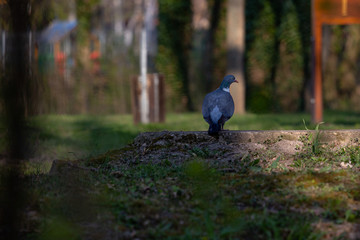 A larger breed of pigeon on the shore of a canal running through a local park after quenching its thirst.