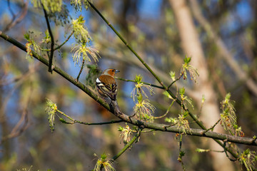 A tiny bird amidst buds and flowers is enjoying the first spring rays of the day.