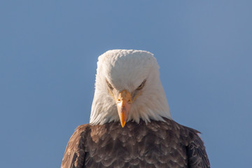 Angry Bald Eagle