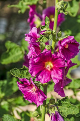 Hollyhocks With Dark Pink Blossoms