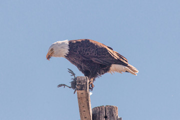 Bald Eagle having Lunch