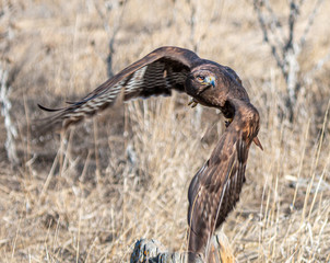 Hard Left Turn