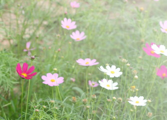 Obraz na płótnie Canvas group of white and pink purple cosmos flower in garden, soft light