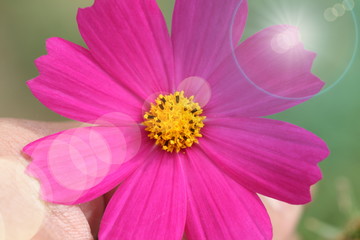 hand hold pink and purple cosmos flower in garden have flare light