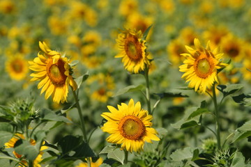 Many very beautiful yellow sunflower in garden