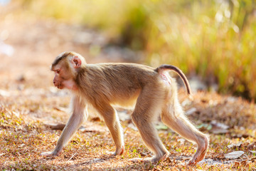 Monkey walks along a road. Close up
