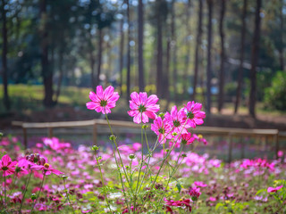 Beautiful cosmos flowers
