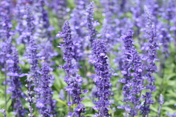 Many little purple flowers in garden