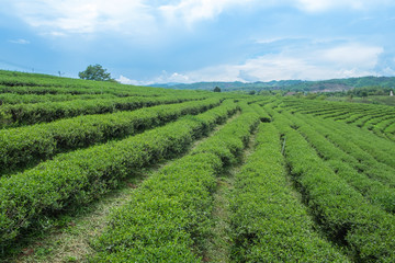 Fototapeta na wymiar Green tea plantation landscape, Choui Fong tea plantation, Thailand.
