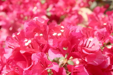 pink red bougainvillea flower