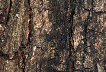 Macro Photo of Textured of Old Tree Bark for Background