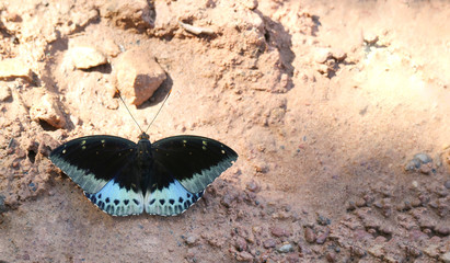 butterfly on the sand