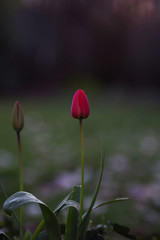 red tulips in the garden