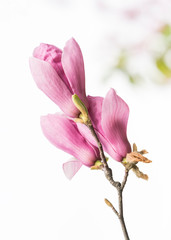 Fototapeta na wymiar magnolia branch isolated on white background