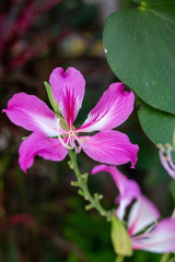 Fototapeta premium Bauhinia flower soft focus with some sharp and blurred background.