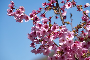 Cherry branch blossoms , Yoko-cherry blossoms ,Shikoku,Japan