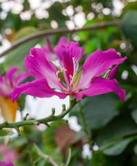 Bauhinia flower soft focus with some sharp and blurred background.
