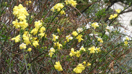 Flowering broom shrub in winter sunshine, Spain