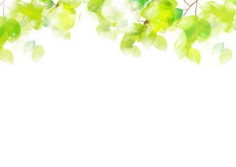 Obraz premium リーフ、葉、葉っぱ、木、樹、新緑、樹木、光、植物、爽やか、背景、風景、ECO、エコロジー、環境、初夏、夏、イラスト、素材、木漏れ日、グリーン、枝、木陰、空、若葉、エコロジーイメージ、青葉、文字スペース、バックグラウンド、緑、季節、四季、木の葉、キラキラ、新芽、自然、緑の葉、輝き、真夏、コピースペース、パターン、白背景、白バック、緑色、背景素材、芽、発芽