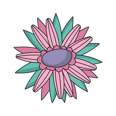Isolated botanical flower vector design