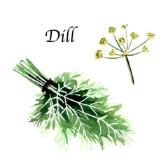 Watercolor botanic illustration with dill on white background. Hand drawn food collection with seasonings, herbs and vegetables. Perfect for culinary books, magazines, textiles.