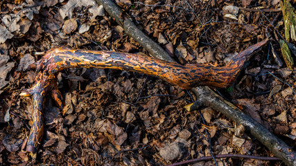 Fallen deadwood covered with moss in a spring pine forest