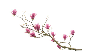 magnolia branch isolated on white background