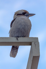 Fototapeta premium Kookaburra