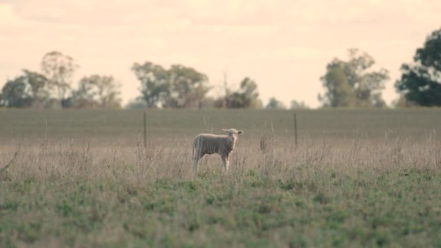 Little lamb alone in Drought ravaged paddock