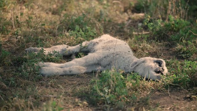 Dead  little lamb in field