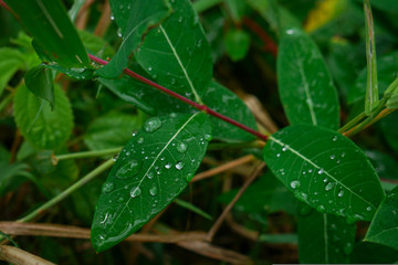 Dew on Leaf