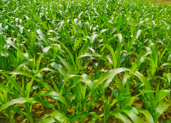 Fototapeta premium Corn green leaf of a plant or flower. Pure nature close up. Nepal