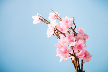 Artificial cherry blossom flower on blue background. Spring season image.