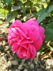 Fototapeta premium Beautiful pink roses in the garden. Perfect for background. Natural