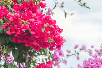 Close up of red Bougainvillea or paper flowers blossom on cloud sky