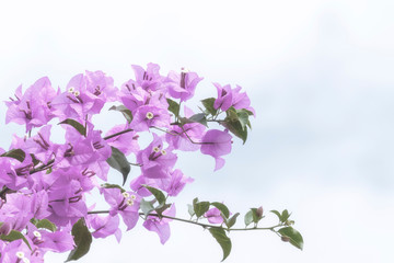 Close up of magenta Bougainvillea or paper flowers blossom on cloud sky