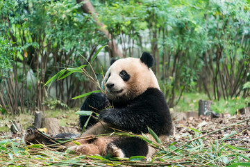 Obraz na płótnie Canvas Panda eating shoots of bamboo. Rare and endangered black and white bear.