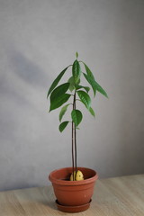 avocado tree in a pot at home, grown from seed, home floriculture