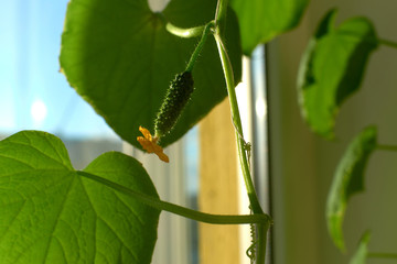 Young growing little cucumber with a yellow blooming flower close-up grown at home in a house in a pot on the windowsill. rowing cucumbers at home on the windowsill.