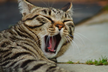 Naklejka na ściany i meble cat yawns