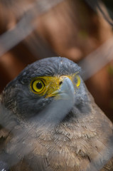 close up of an eagle