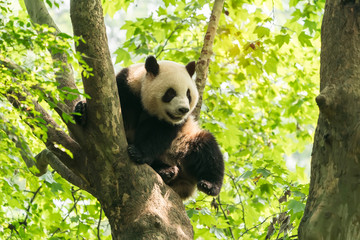 Giant panda over the tree.