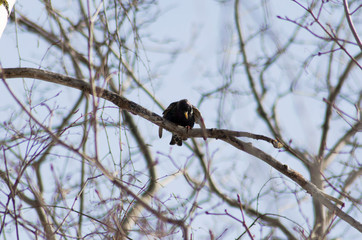 starling on a maple branch in spring