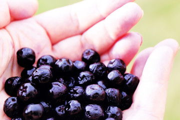 Healthy Purple Aronia Berries Held in Hands Above Greenery