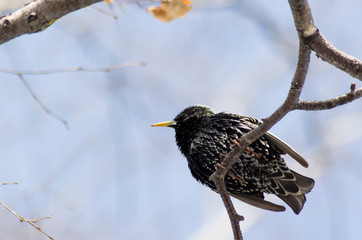 starling on a birch branch in spring